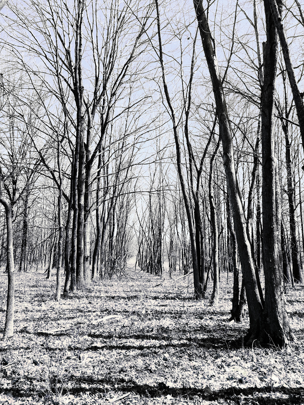 Apple iPhone 6 Plus sample photo. Homer, il photography