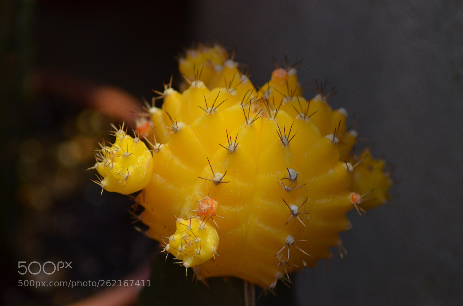 Nikon D5100 sample photo. Cactus flower. photography