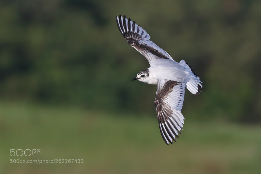 Canon EOS 7D Mark II sample photo. Little gull photography