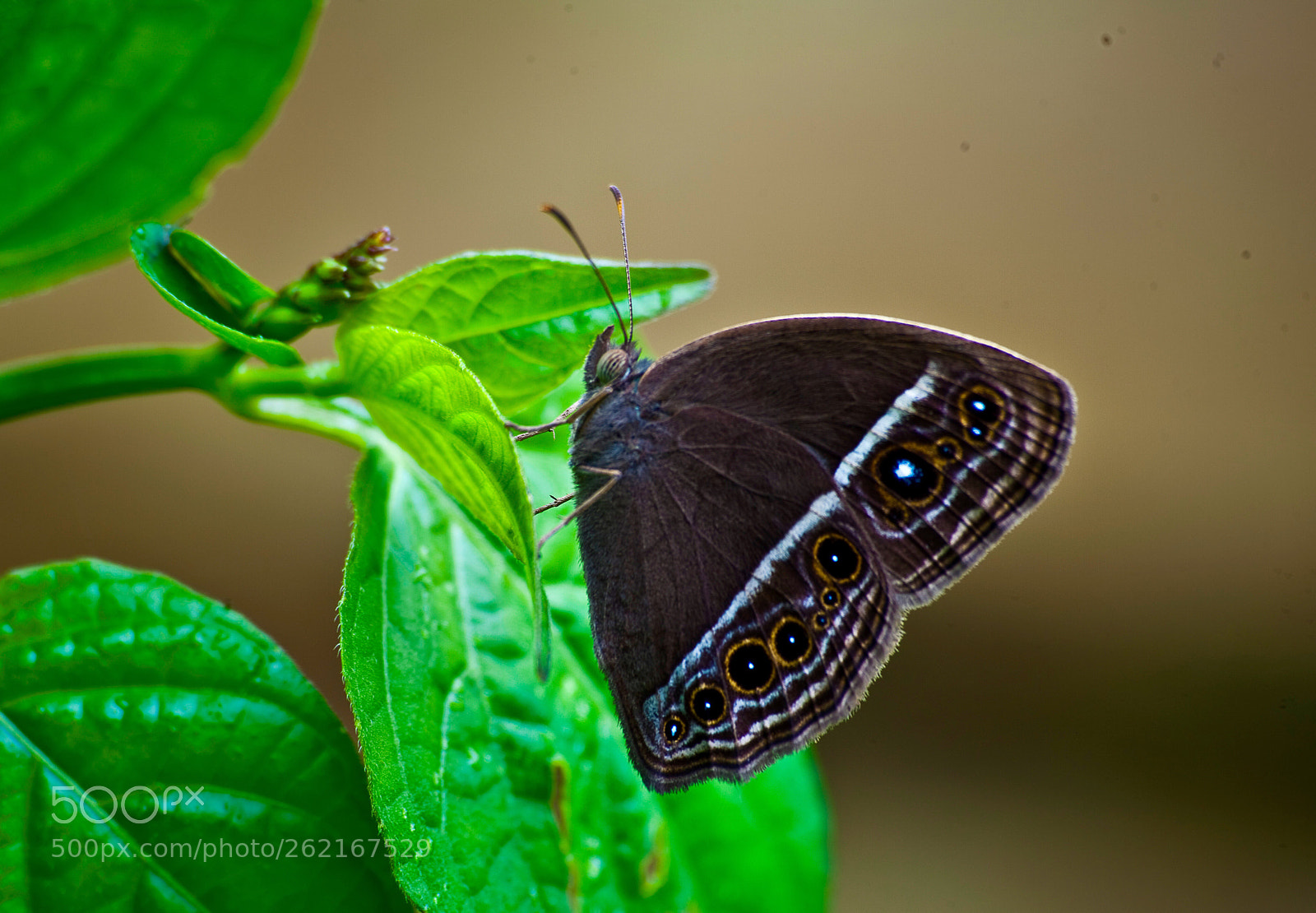 Canon EOS 5D Mark II sample photo. Small butterfly  photography
