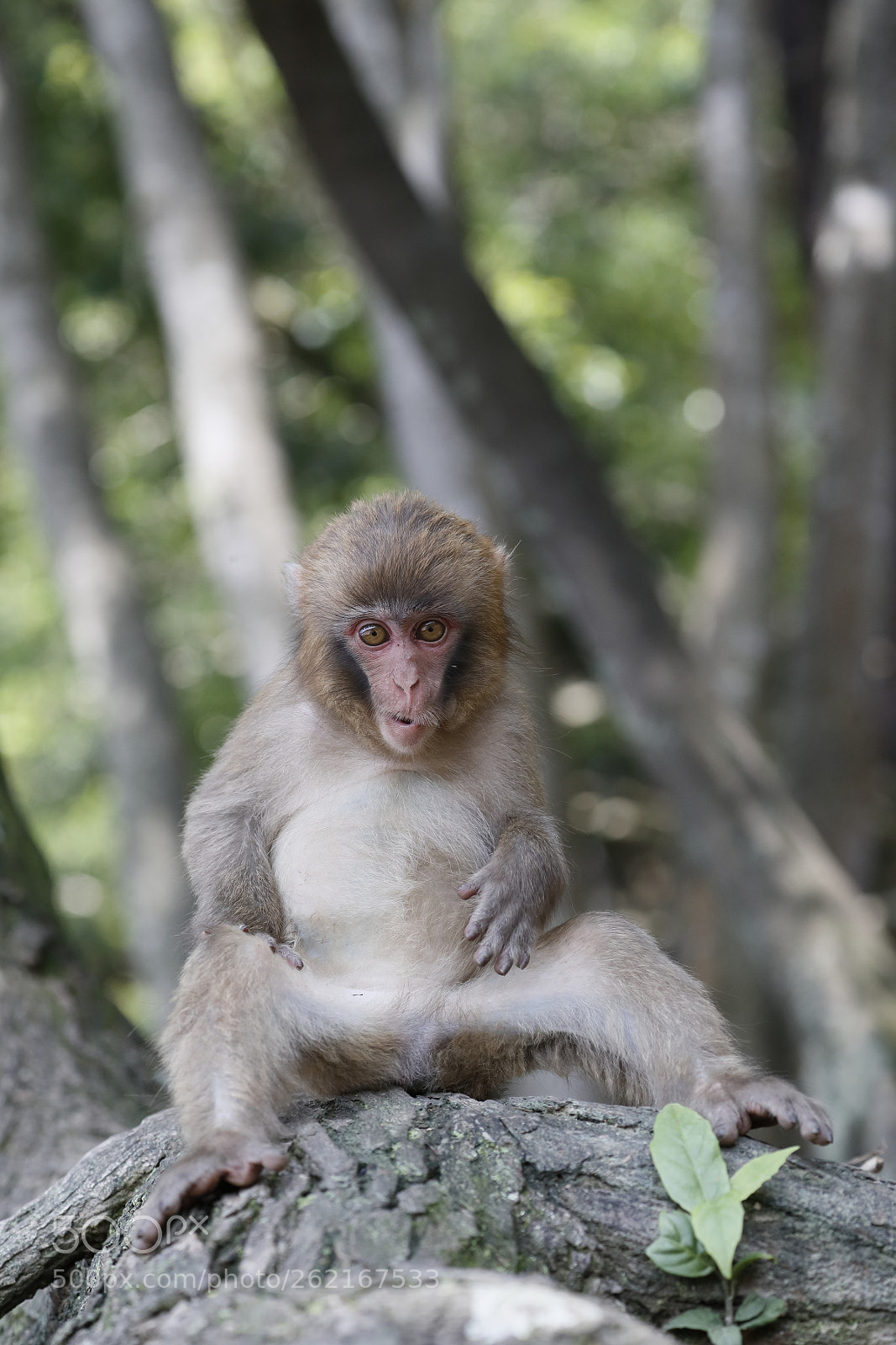 Canon EOS-1D X Mark II sample photo. Relax baby monkey photography