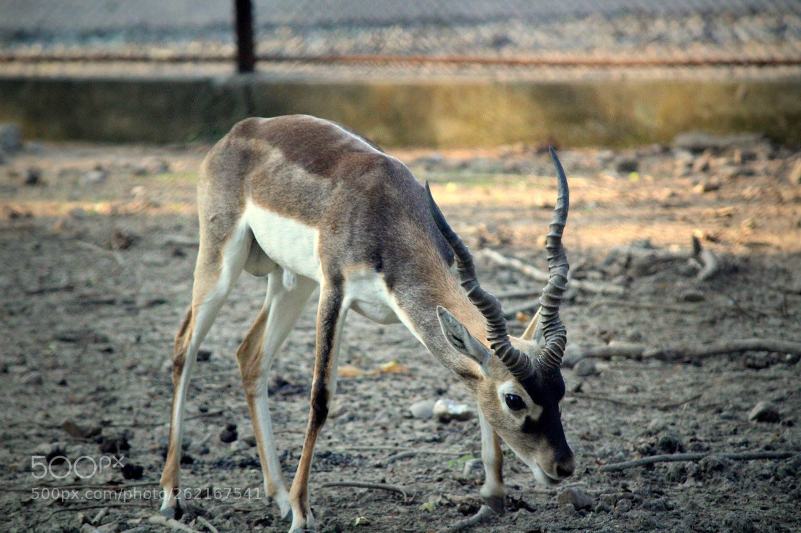 Canon EF-S 55-250mm F4-5.6 IS II sample photo. Black buck photography