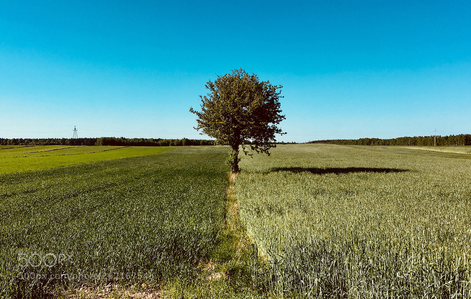 Apple iPhone SE sample photo. Tree. photography