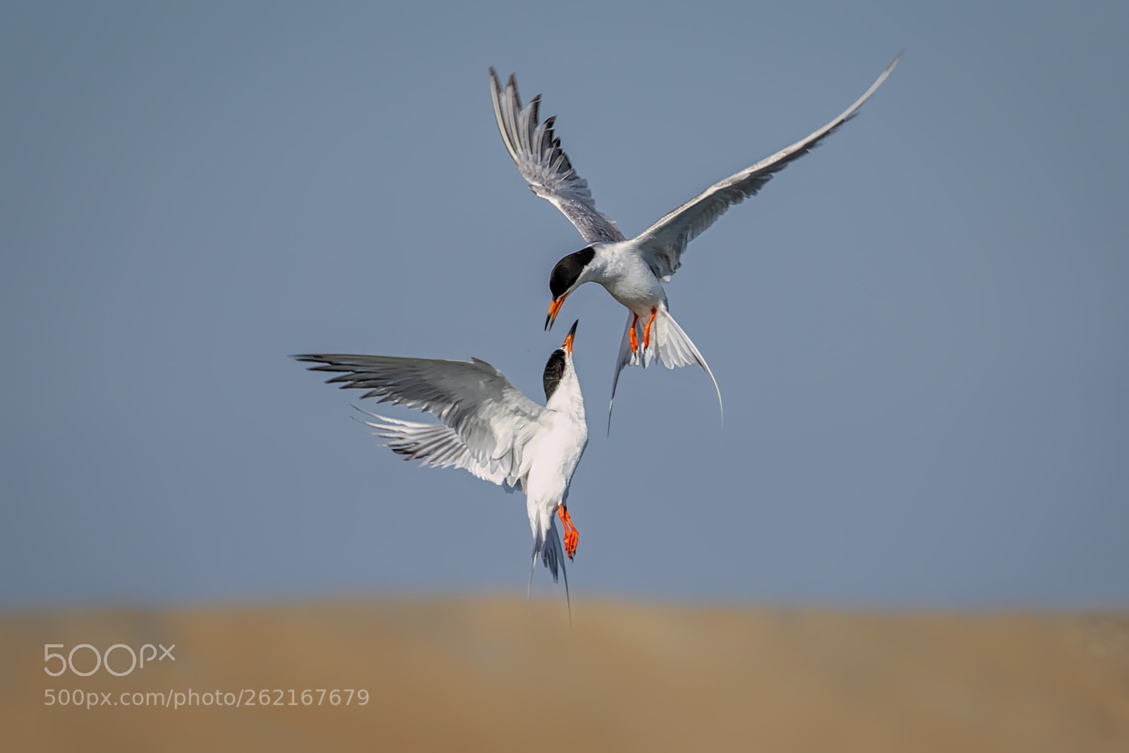 Canon EOS 7D Mark II sample photo. Midair debate photography