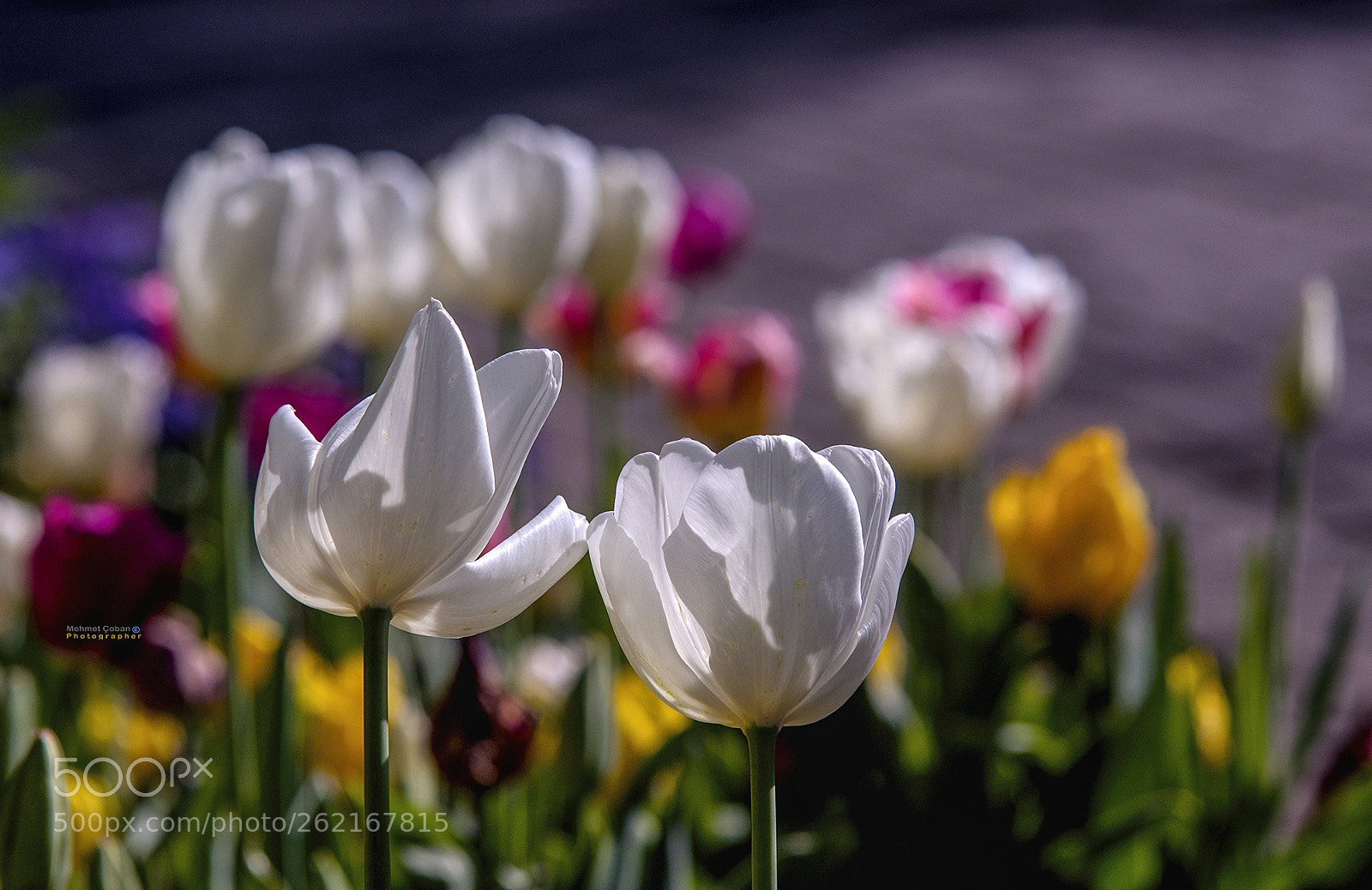 Pentax K-3 II sample photo. Garden tulips. photography