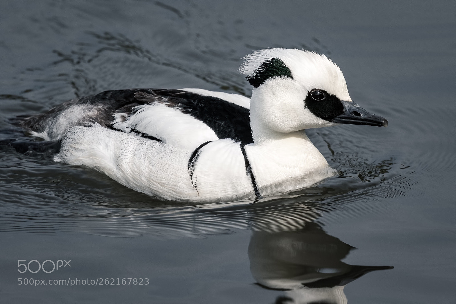 Canon EOS 7D Mark II sample photo. Smew ♂ photography