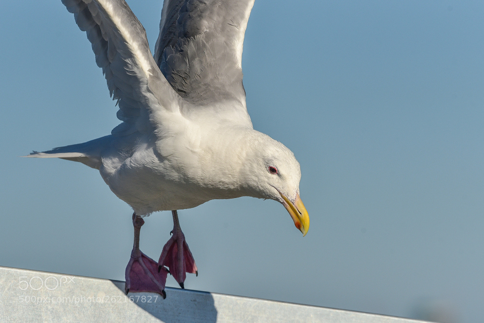 Nikon D750 sample photo. Gull takeoff photography