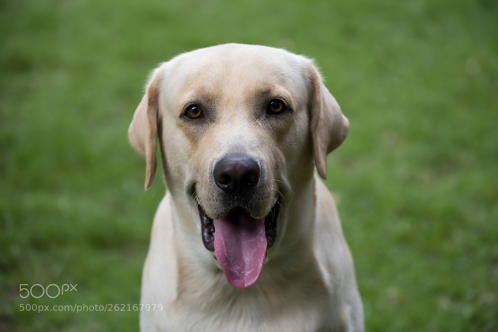 Nikon D810 sample photo. Portrait of labrador retriever photography