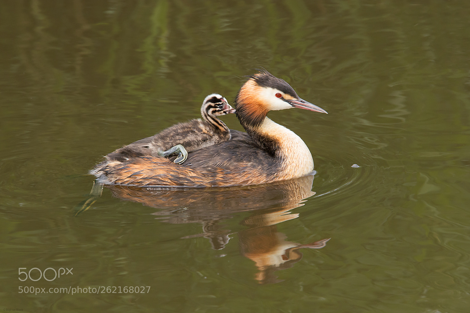 Nikon D7100 sample photo. Baby on board photography