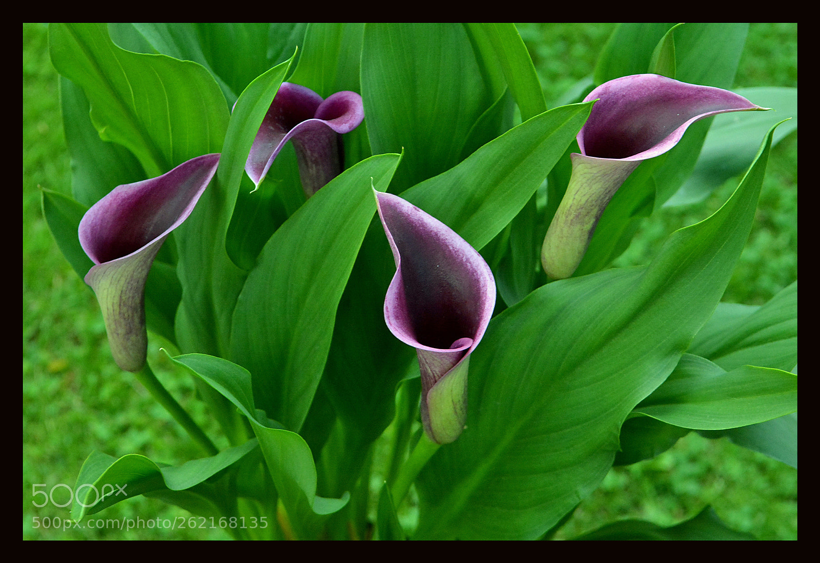 Nikon D7100 sample photo. Flowers photography