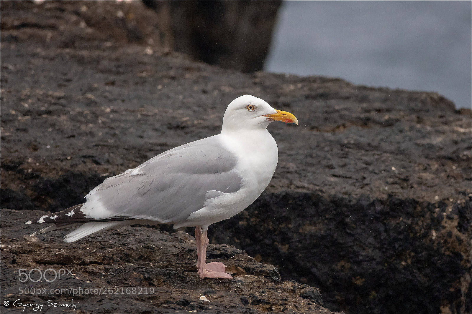 Sony Cyber-shot DSC-RX10 IV sample photo. European herring gull larus photography