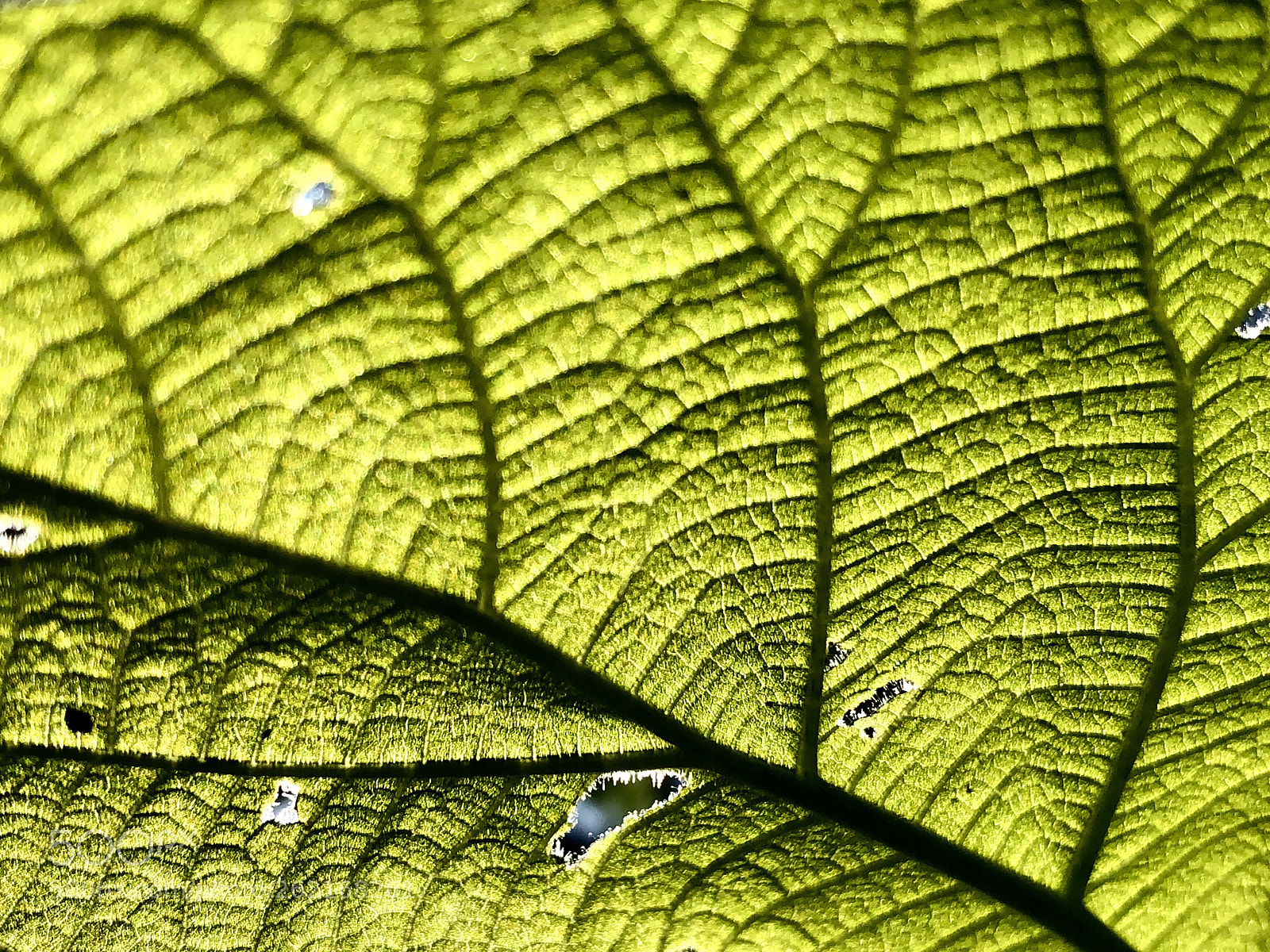 Apple iPhone X sample photo. Green vessels photography