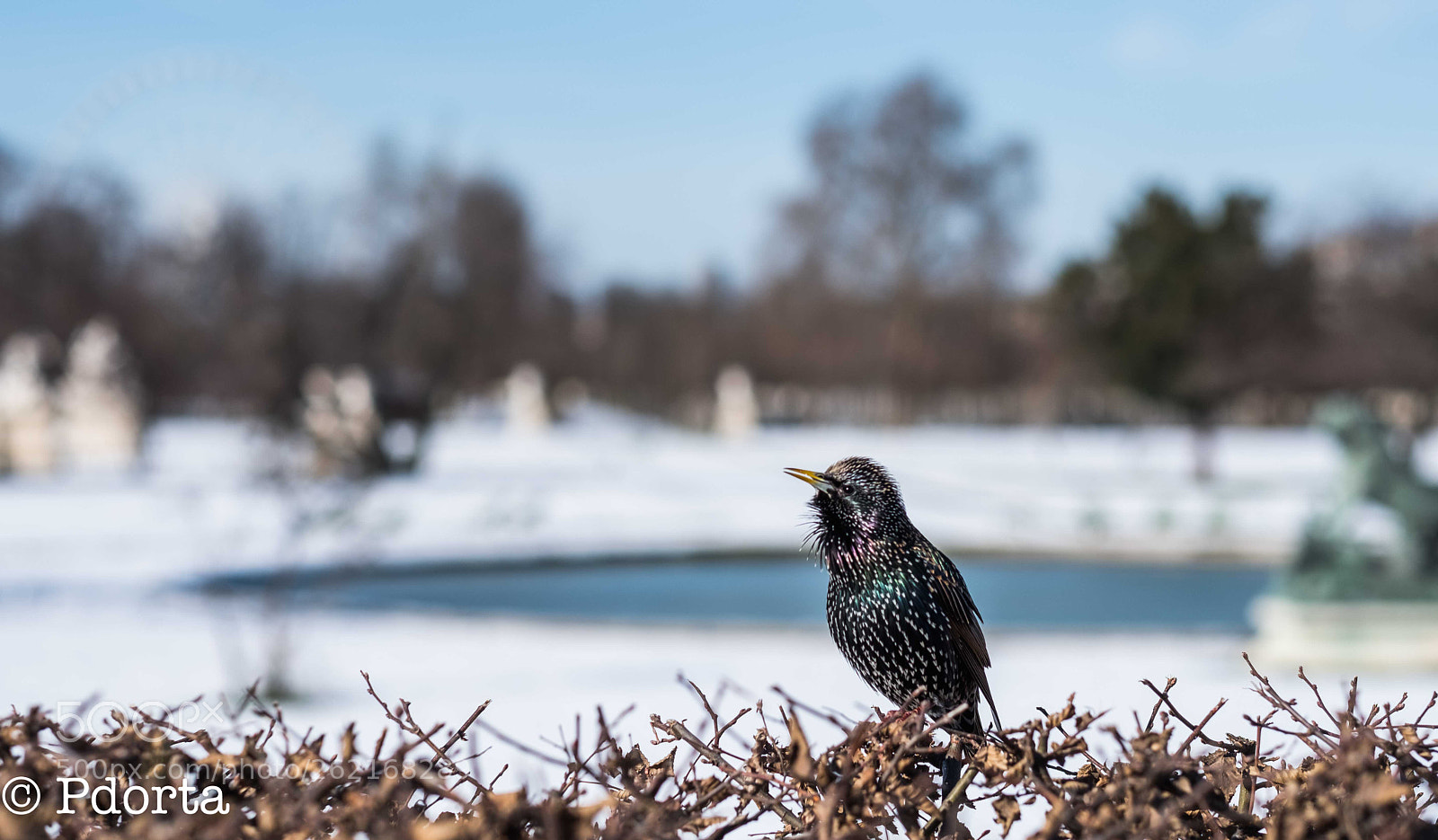 Fujifilm X-Pro2 sample photo. Winter in paris photography