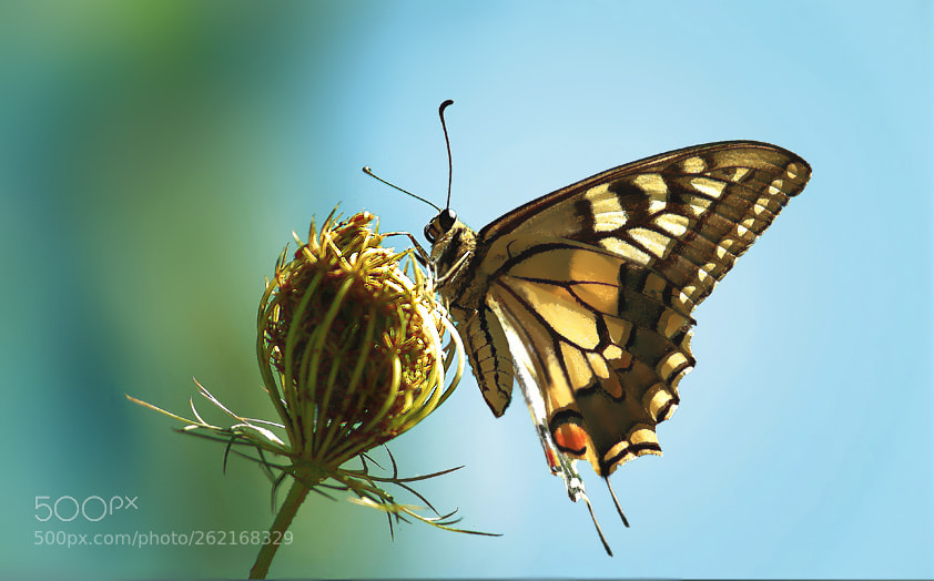 Canon EOS 450D (EOS Rebel XSi / EOS Kiss X2) sample photo. My butterfly photography