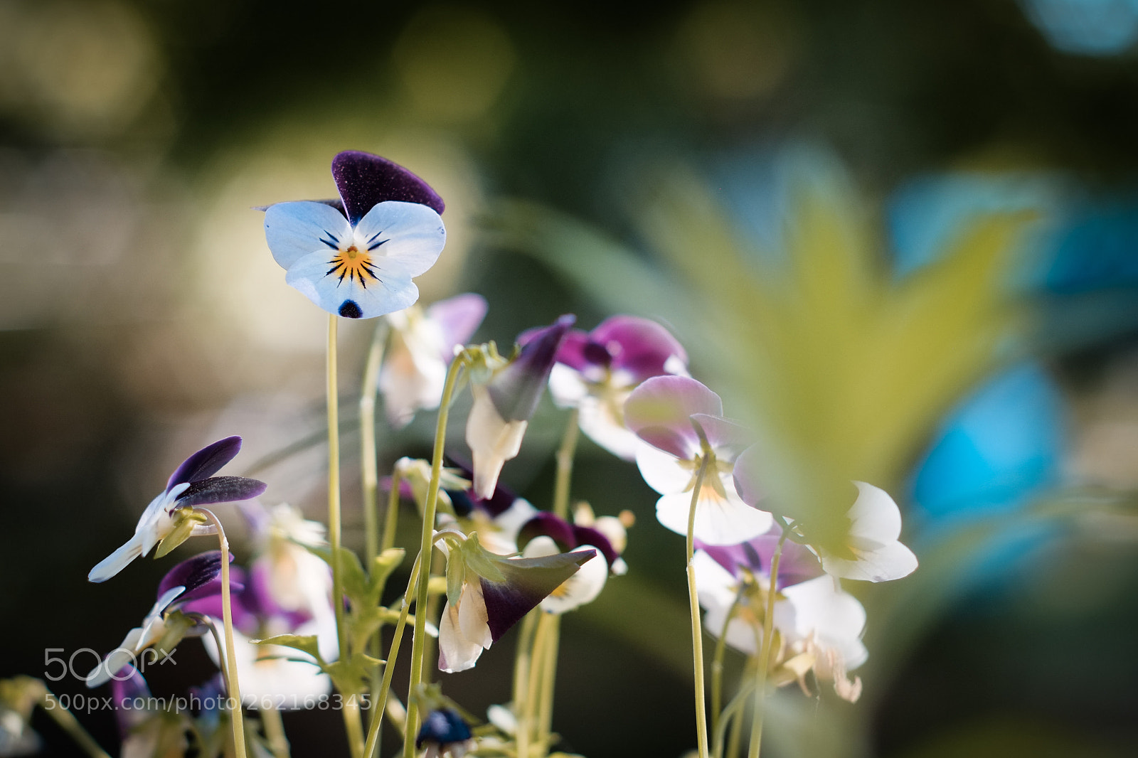 Fujifilm X-E1 sample photo. Violas in june photography