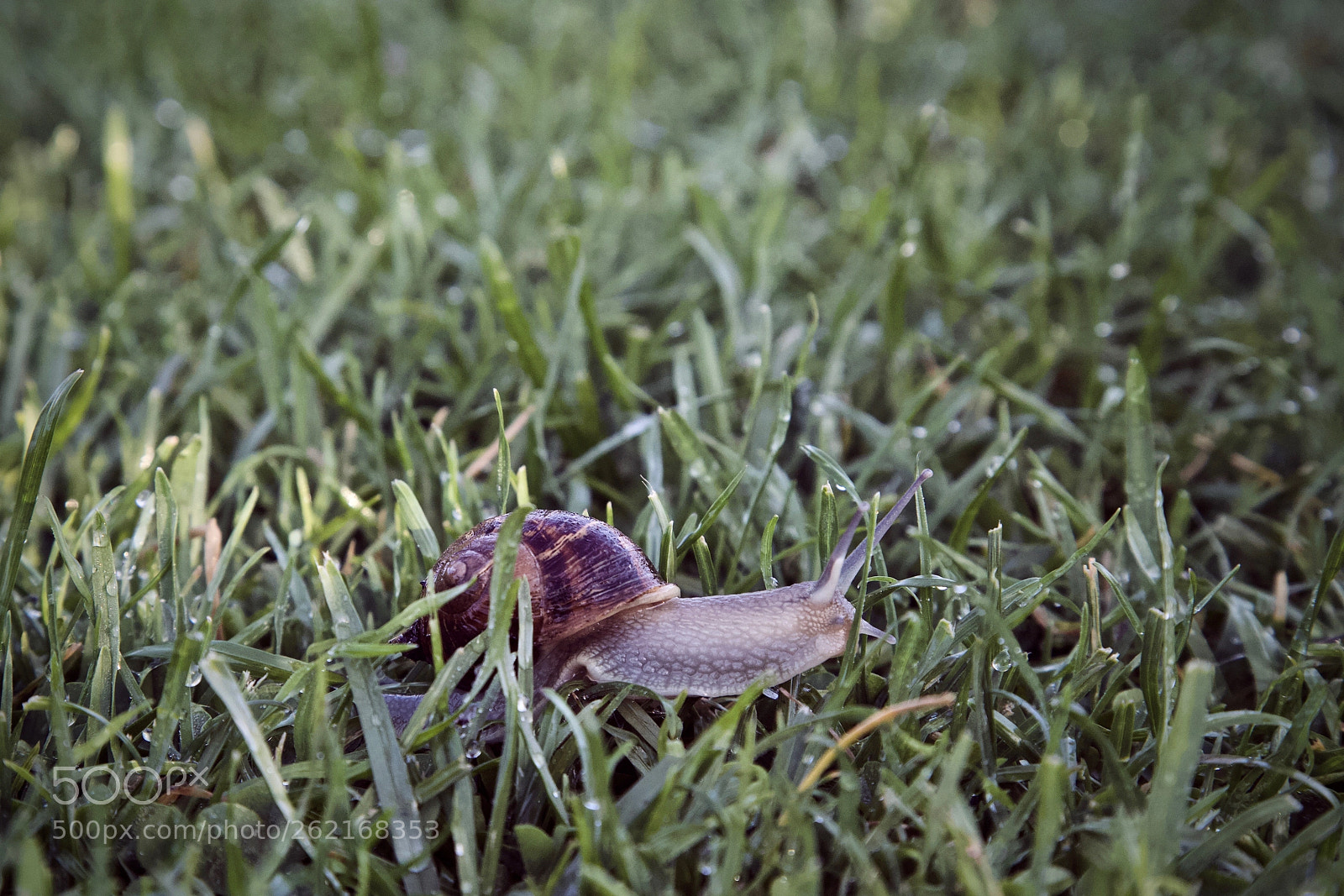 Canon EOS 6D sample photo. Little snail in the photography