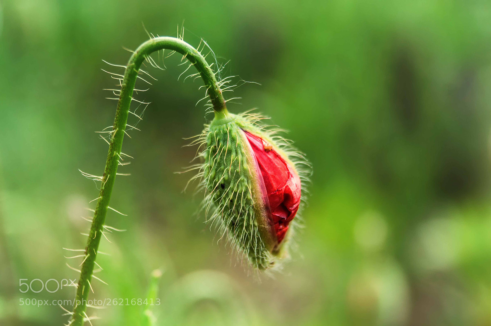 Sony SLT-A58 sample photo. Poppy birth photography
