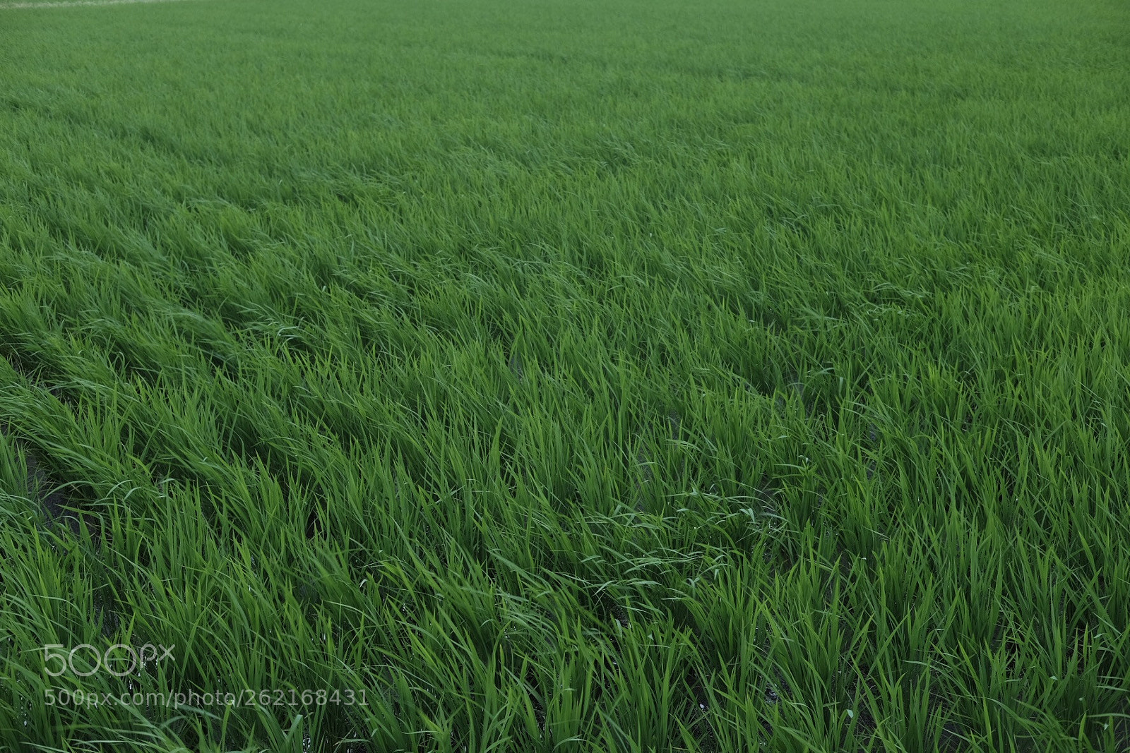 Fujifilm X-T10 sample photo. Untitled photography