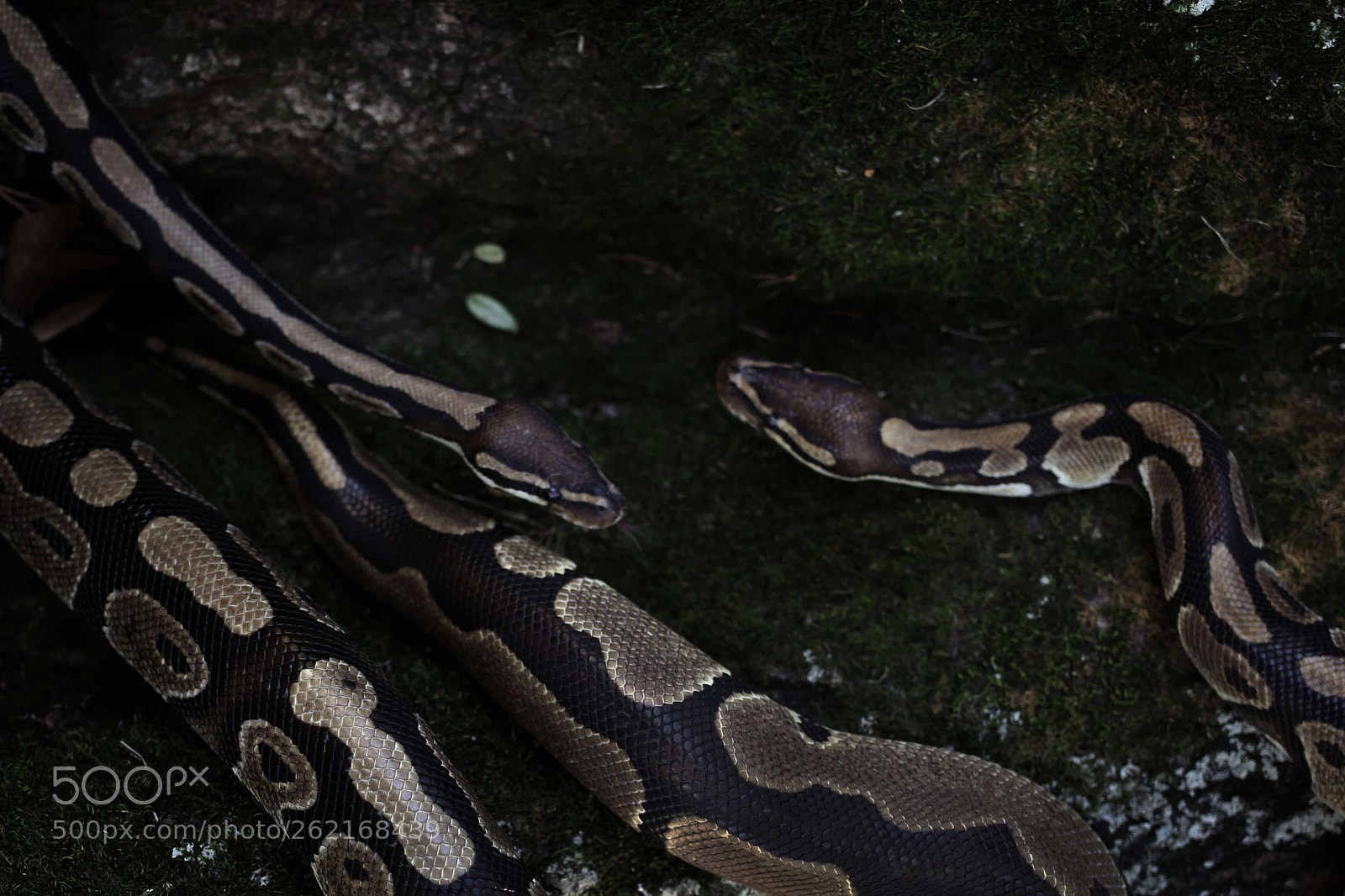 Canon EOS 5D Mark II sample photo. Snake photography