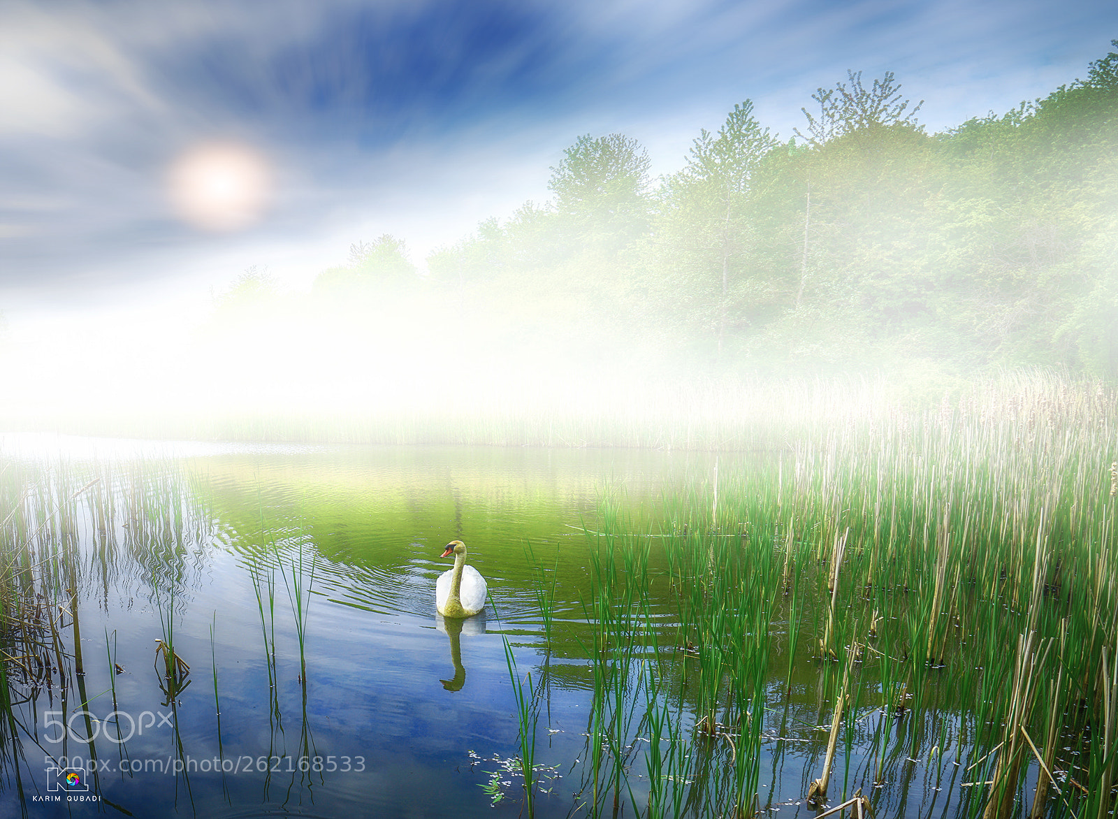 Sony a7R II sample photo. Swan photography
