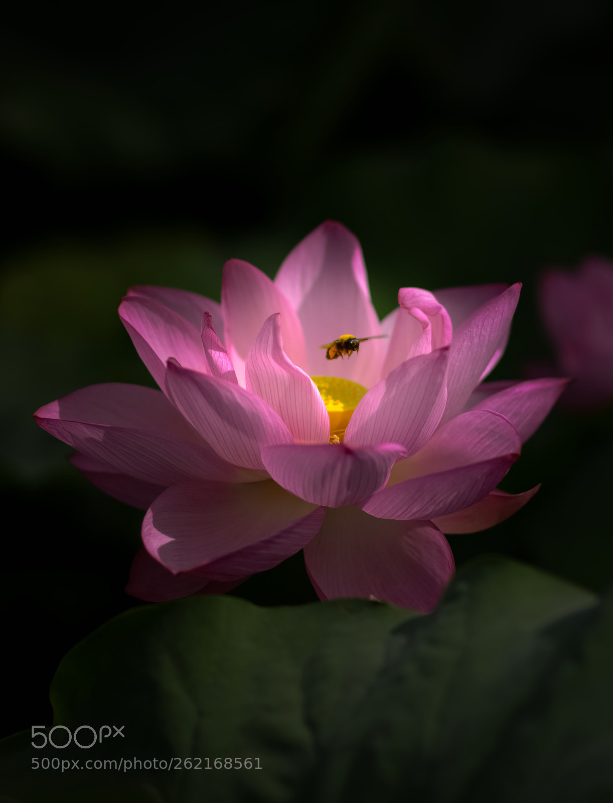 Nikon D800E sample photo. Lotus photography