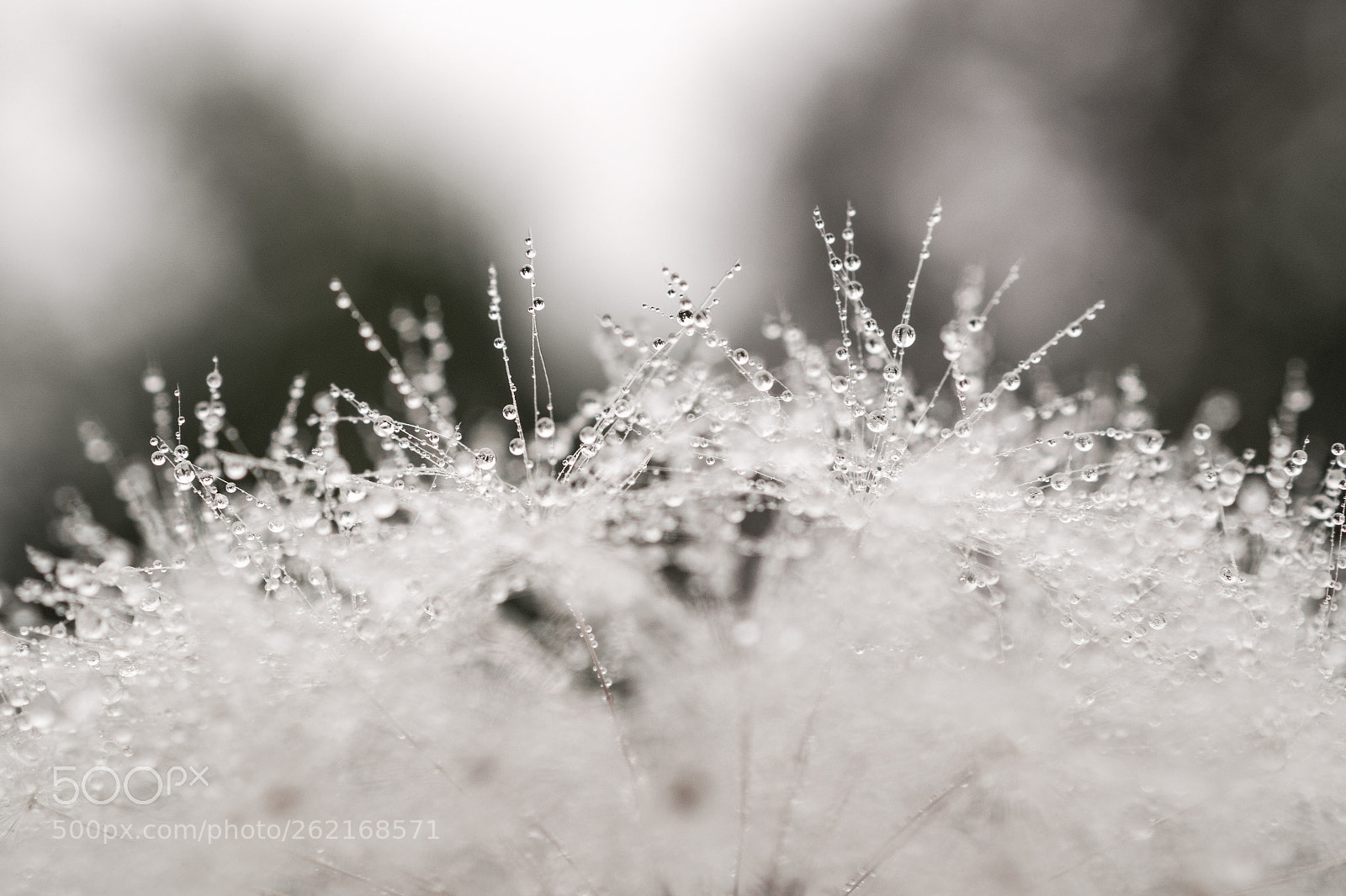 Sony SLT-A58 sample photo. Fluffy drops photography