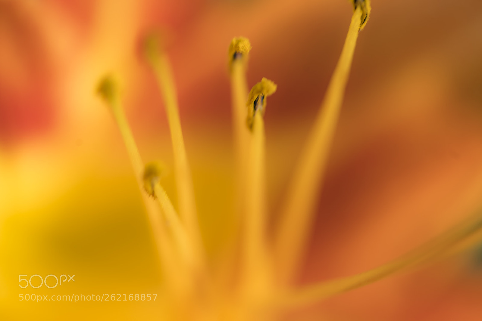 Sony a7R II sample photo. Bug photography