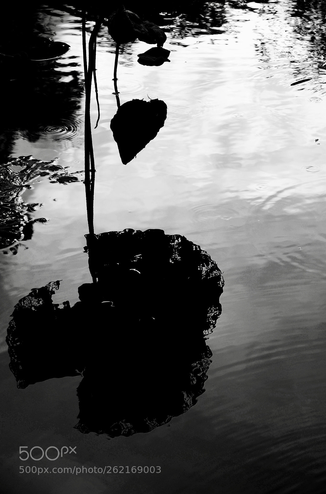 Nikon D7000 sample photo. Lotus2 photography