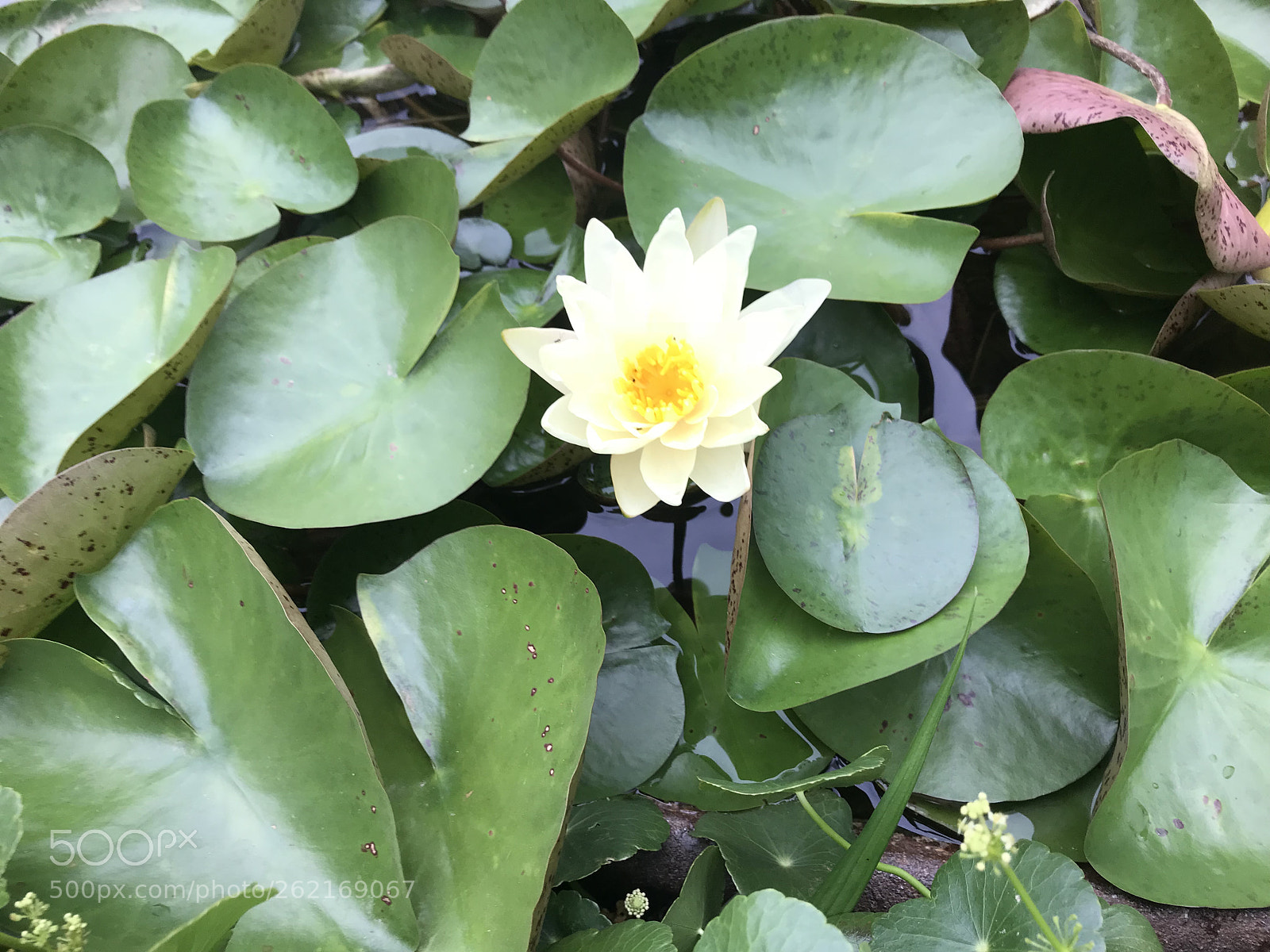 Apple iPhone 7 sample photo. Untitled photography