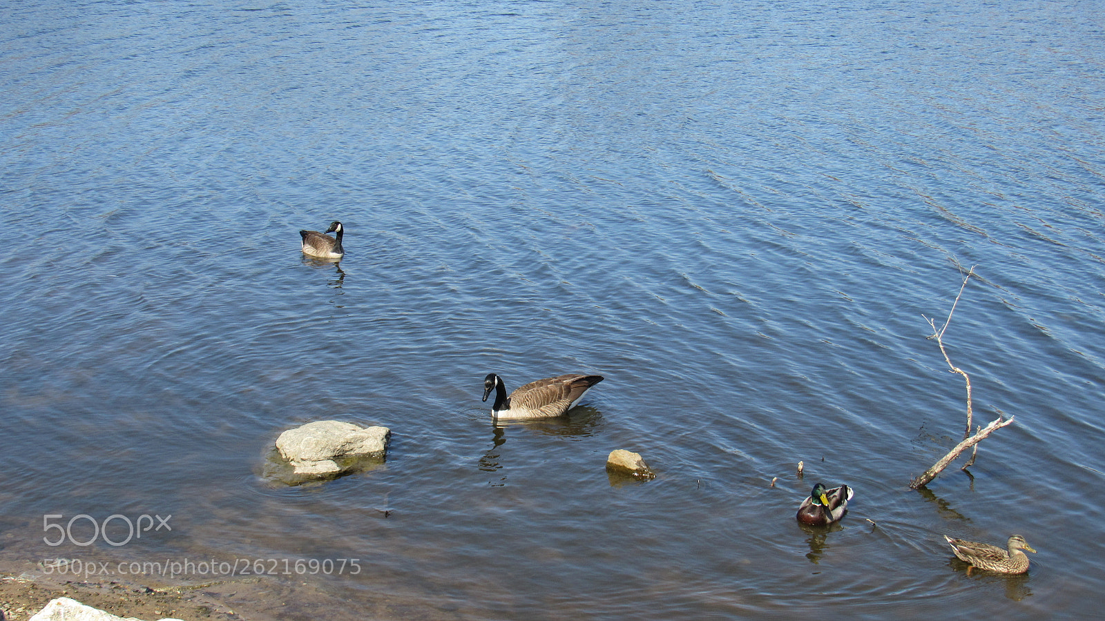 Canon PowerShot SX530 HS sample photo. Img photography