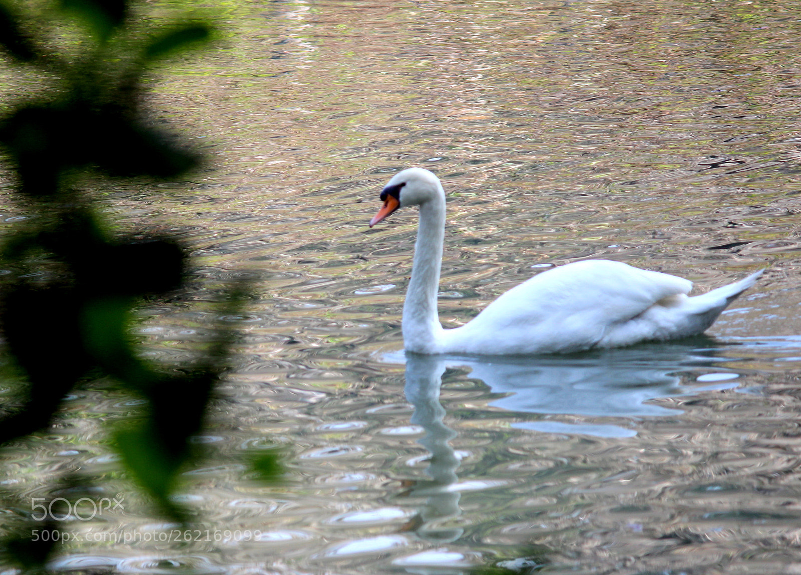 Canon EF-S 55-250mm F4-5.6 IS II sample photo. Swimming swan photography