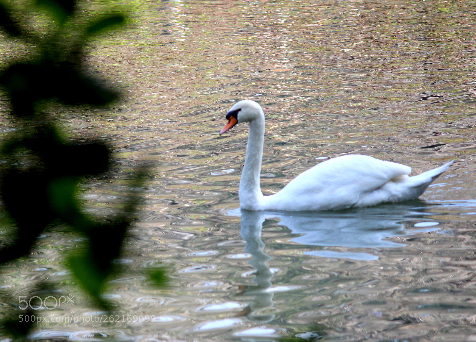 Canon EOS 1300D (EOS Rebel T6 / EOS Kiss X80) sample photo. Swimming swan photography