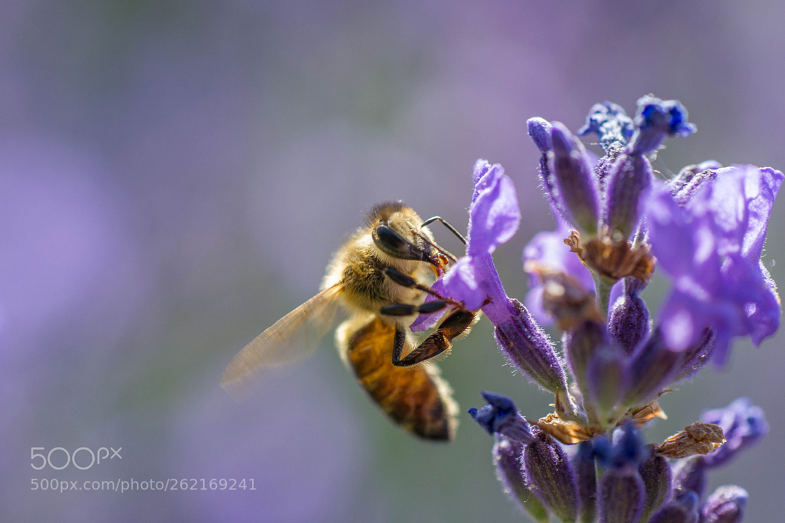 Nikon D3100 sample photo. Bee photography