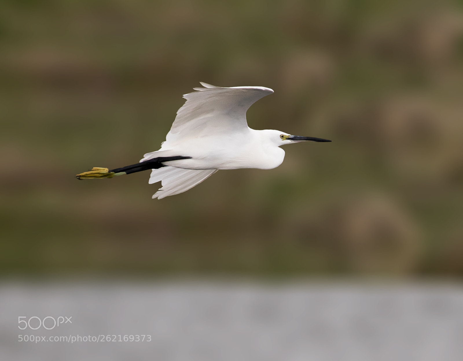 Canon EOS-1D X Mark II sample photo. Flying egret photography