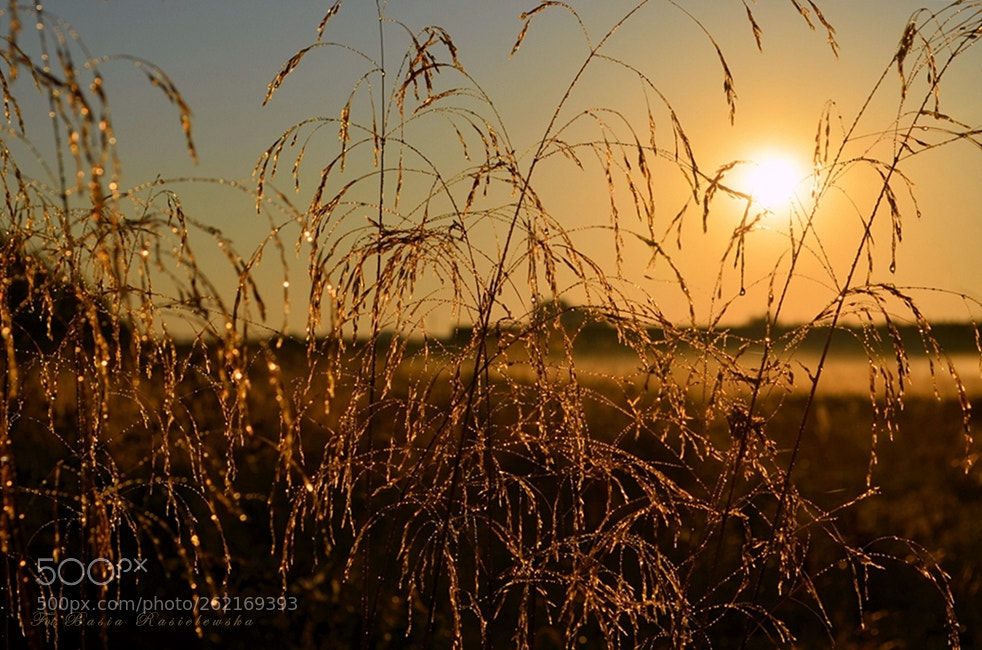 Nikon D5100 sample photo. Foggy morning photography
