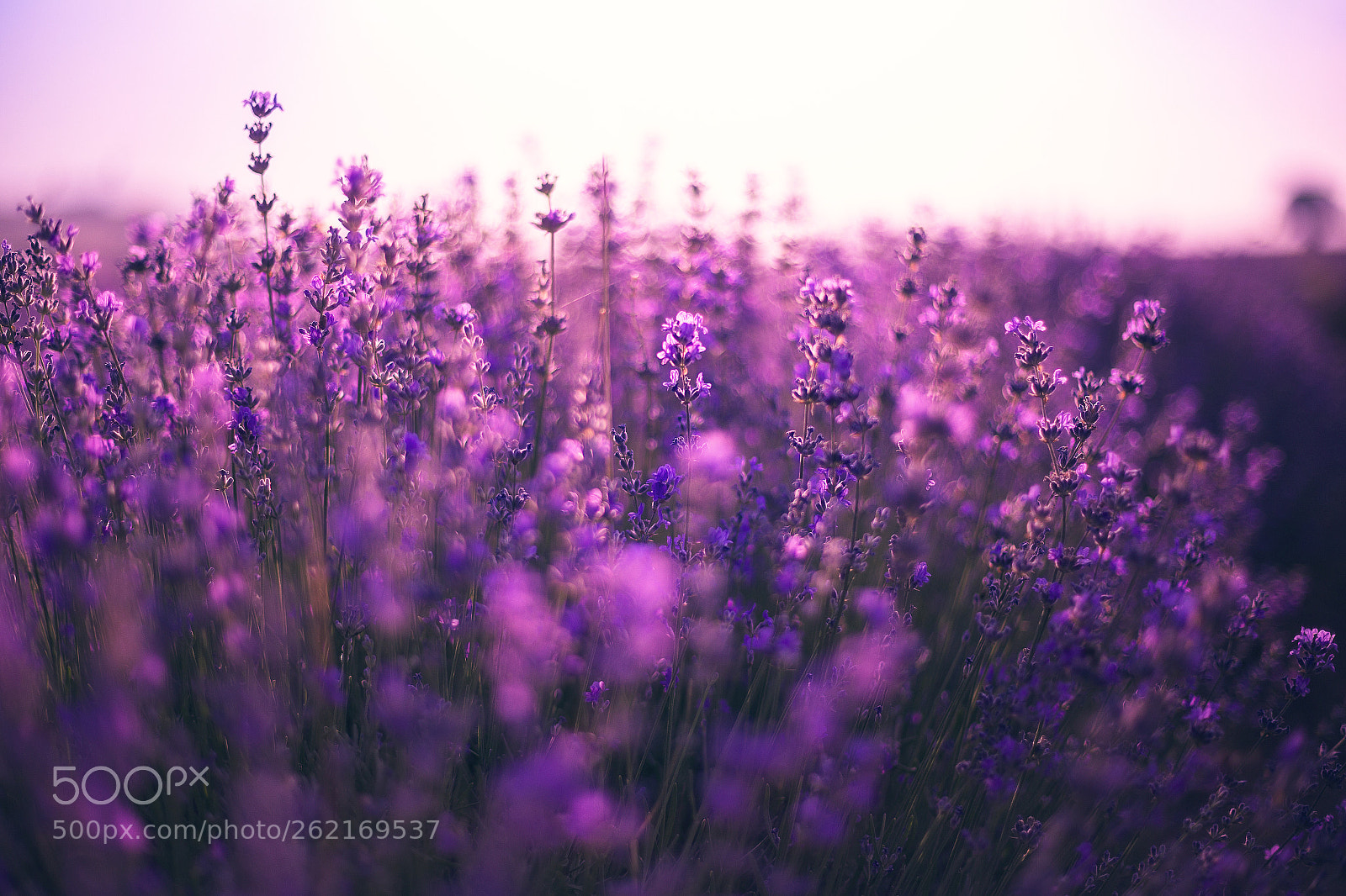 Canon EOS 6D sample photo. Lavender photography