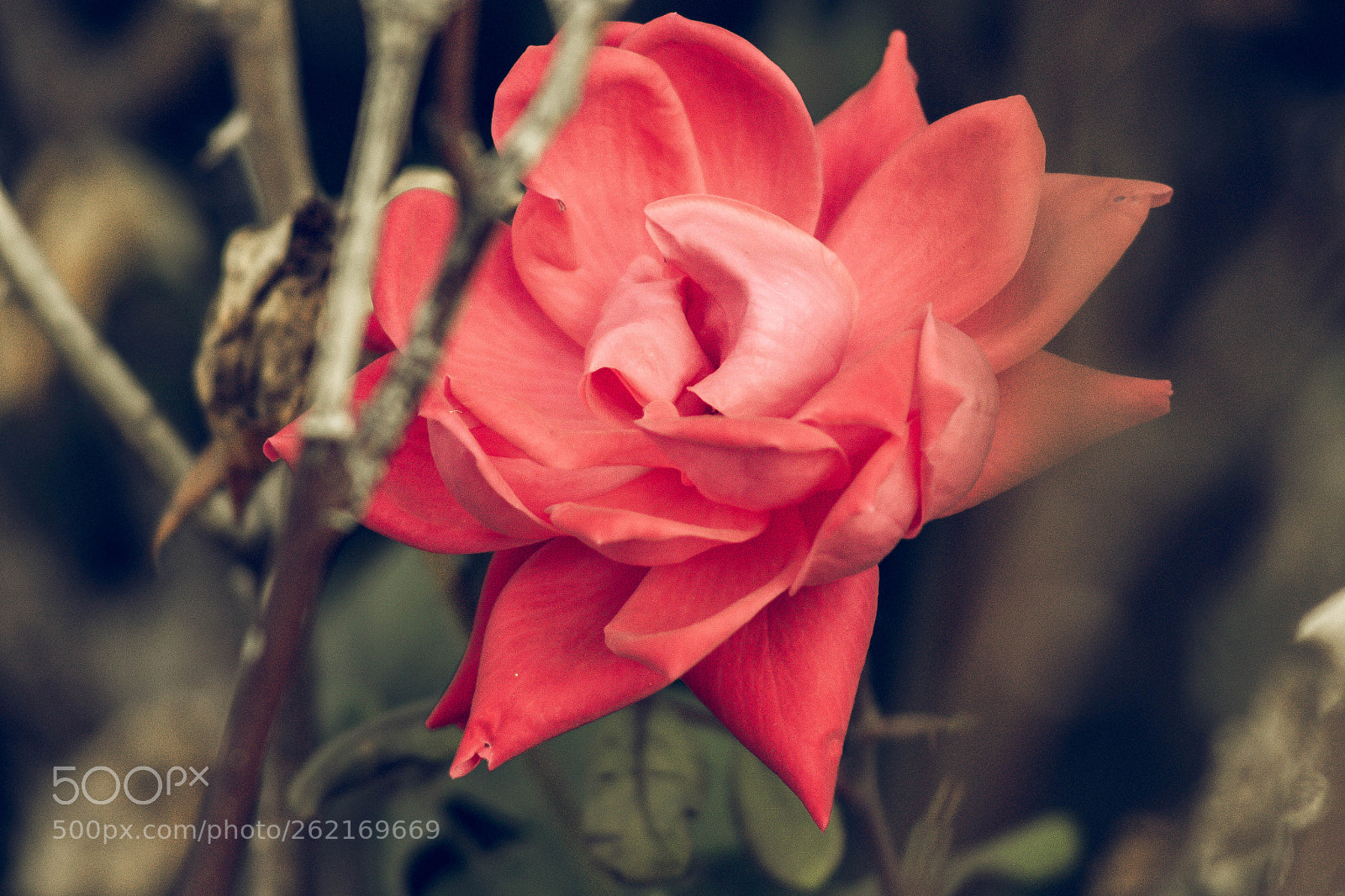 Canon EOS 1200D (EOS Rebel T5 / EOS Kiss X70 / EOS Hi) sample photo. Rose photography