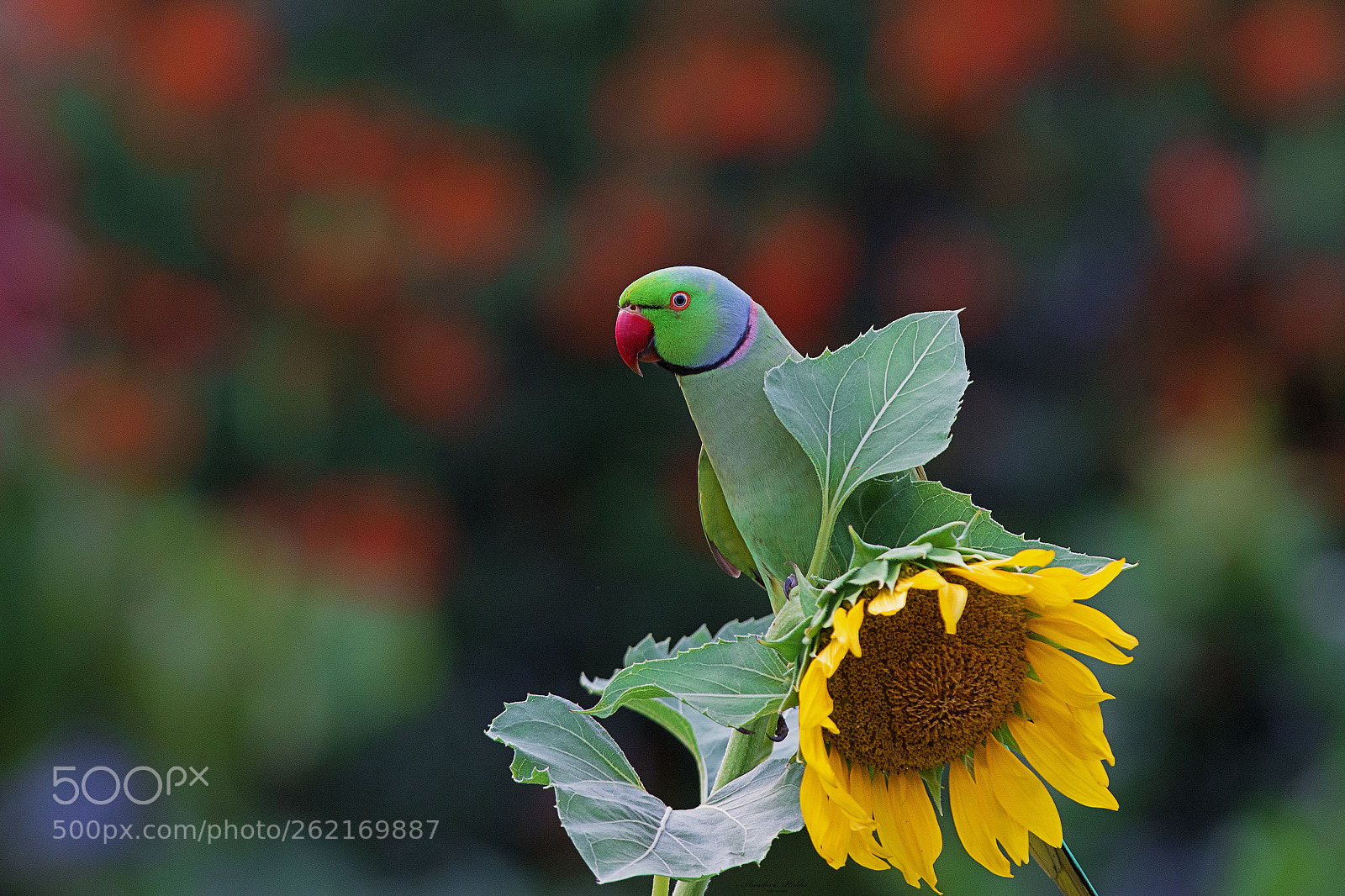 Nikon D7200 sample photo. Rose ringed parakeet. photography