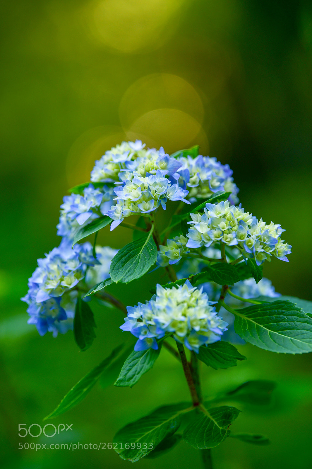 Nikon D850 sample photo. Hydrangea photography