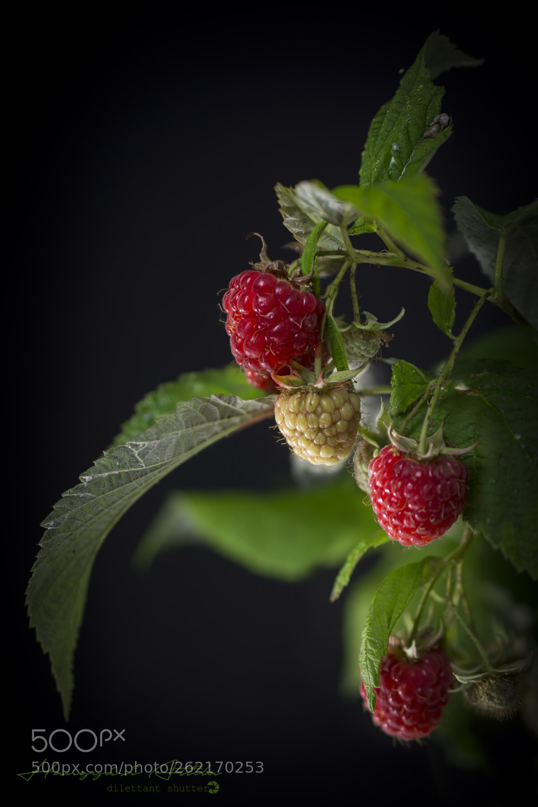 Nikon D7100 sample photo. Raspberry in green & red photography