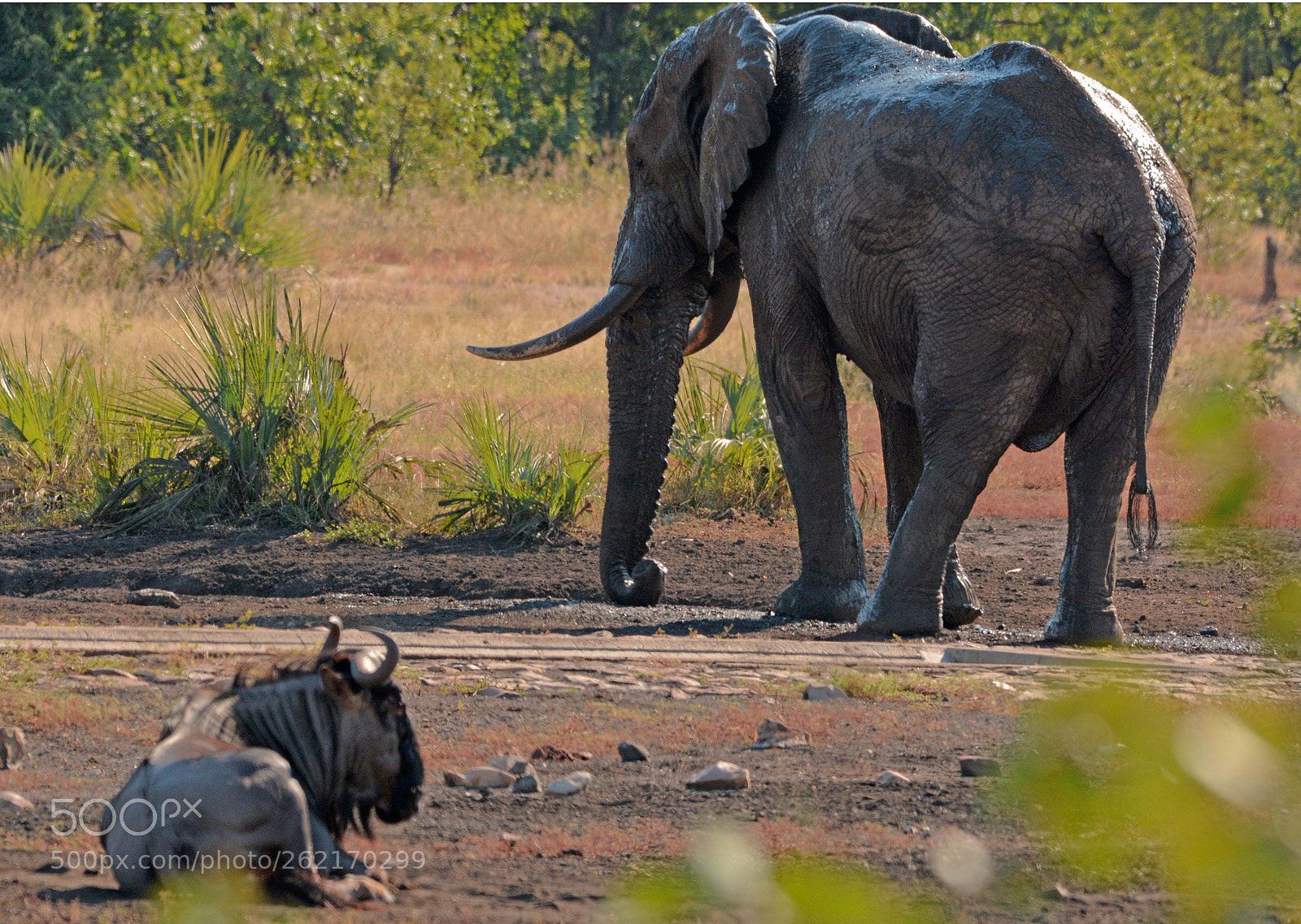 Nikon D7100 sample photo. Elephant and gnu photography