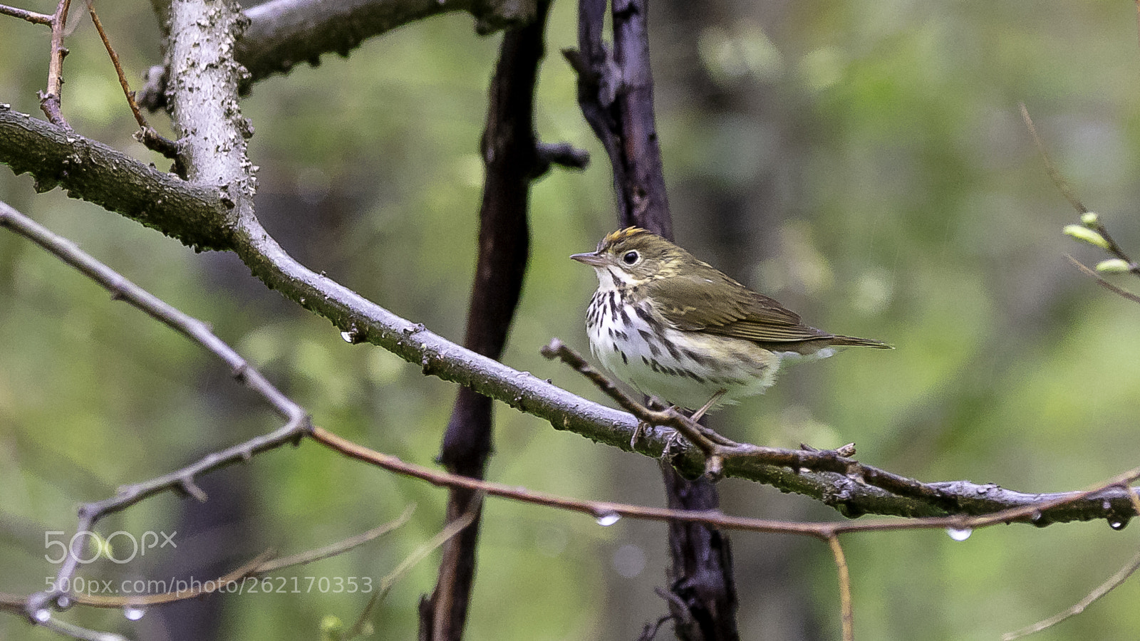 Canon EOS 5DS sample photo. Ovenbird photography