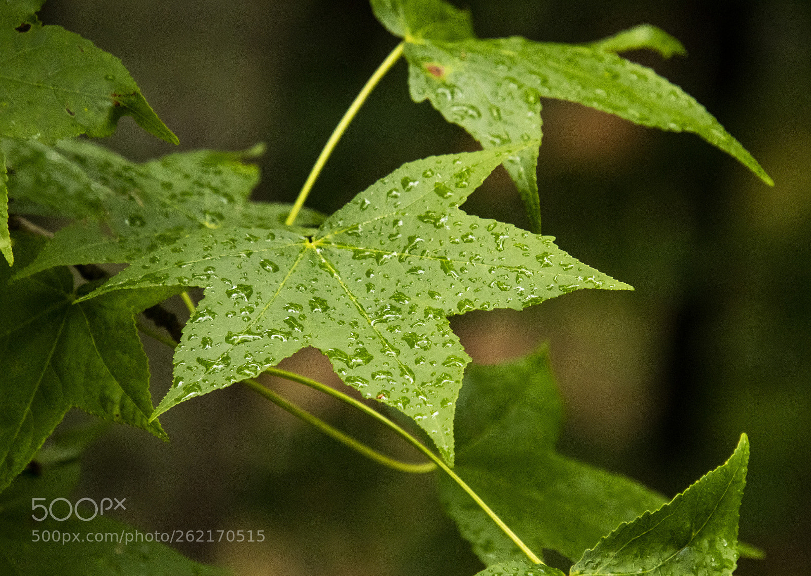 Canon EOS 77D (EOS 9000D / EOS 770D) sample photo. Rain proof photography