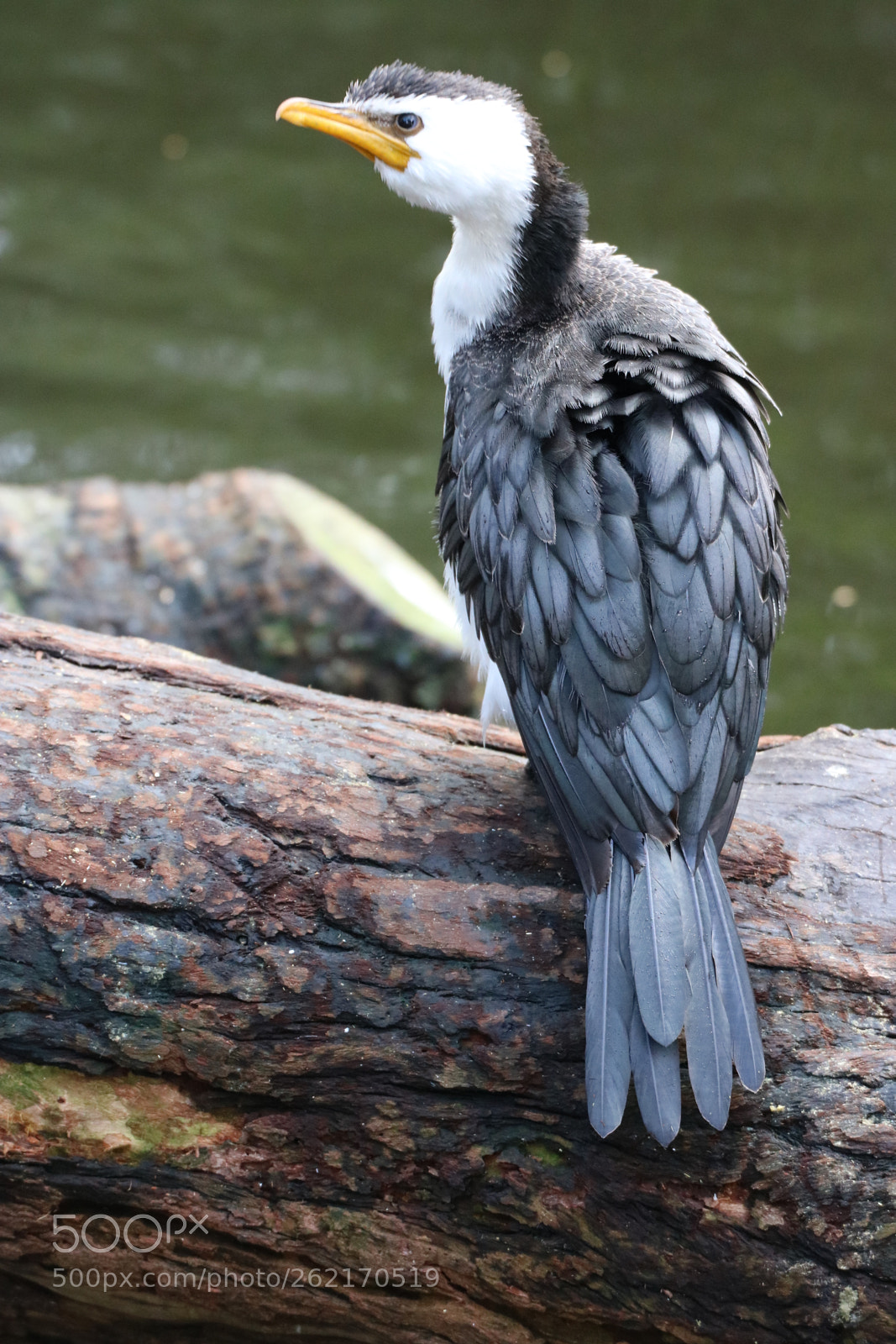 Sigma 50-500mm F4.5-6.3 DG OS HSM sample photo. Who you calling little? photography