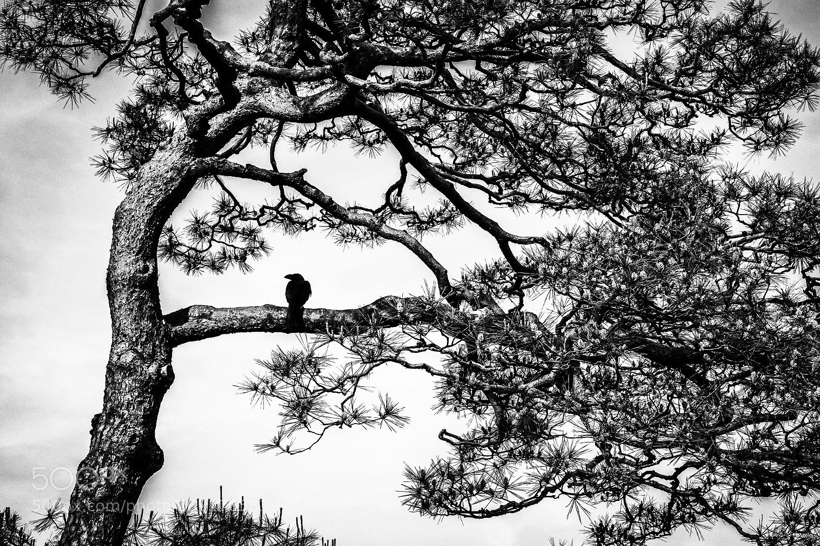 Canon EOS 7D Mark II sample photo. The crow photography