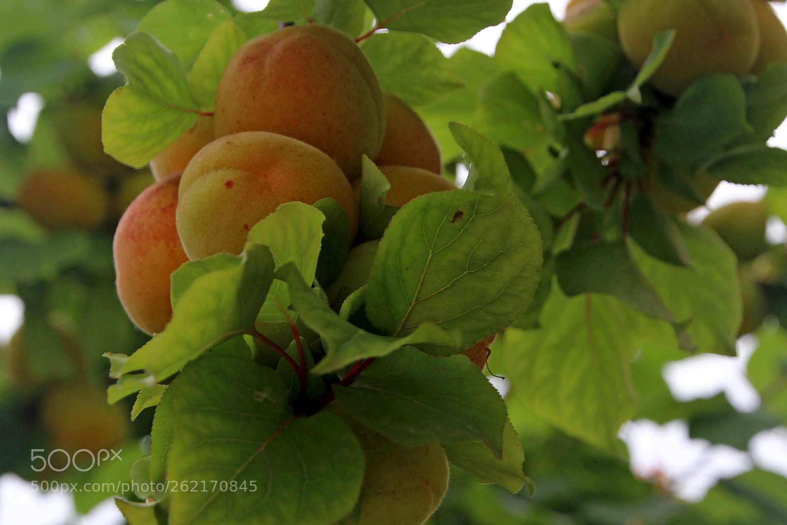 Canon EOS 600D (Rebel EOS T3i / EOS Kiss X5) sample photo. Albaricoques photography