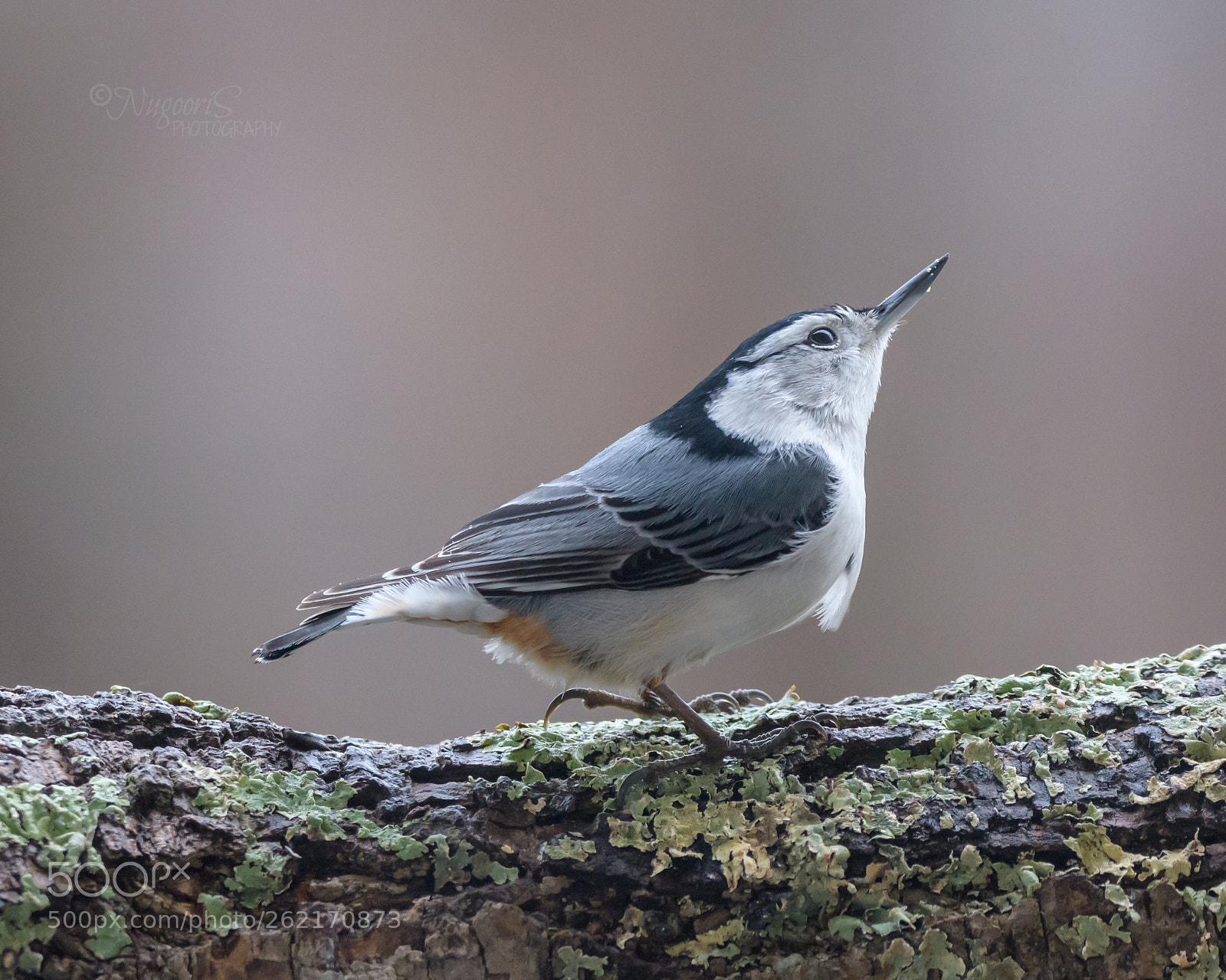 Nikon D500 sample photo. White-breasted nuthatch photography