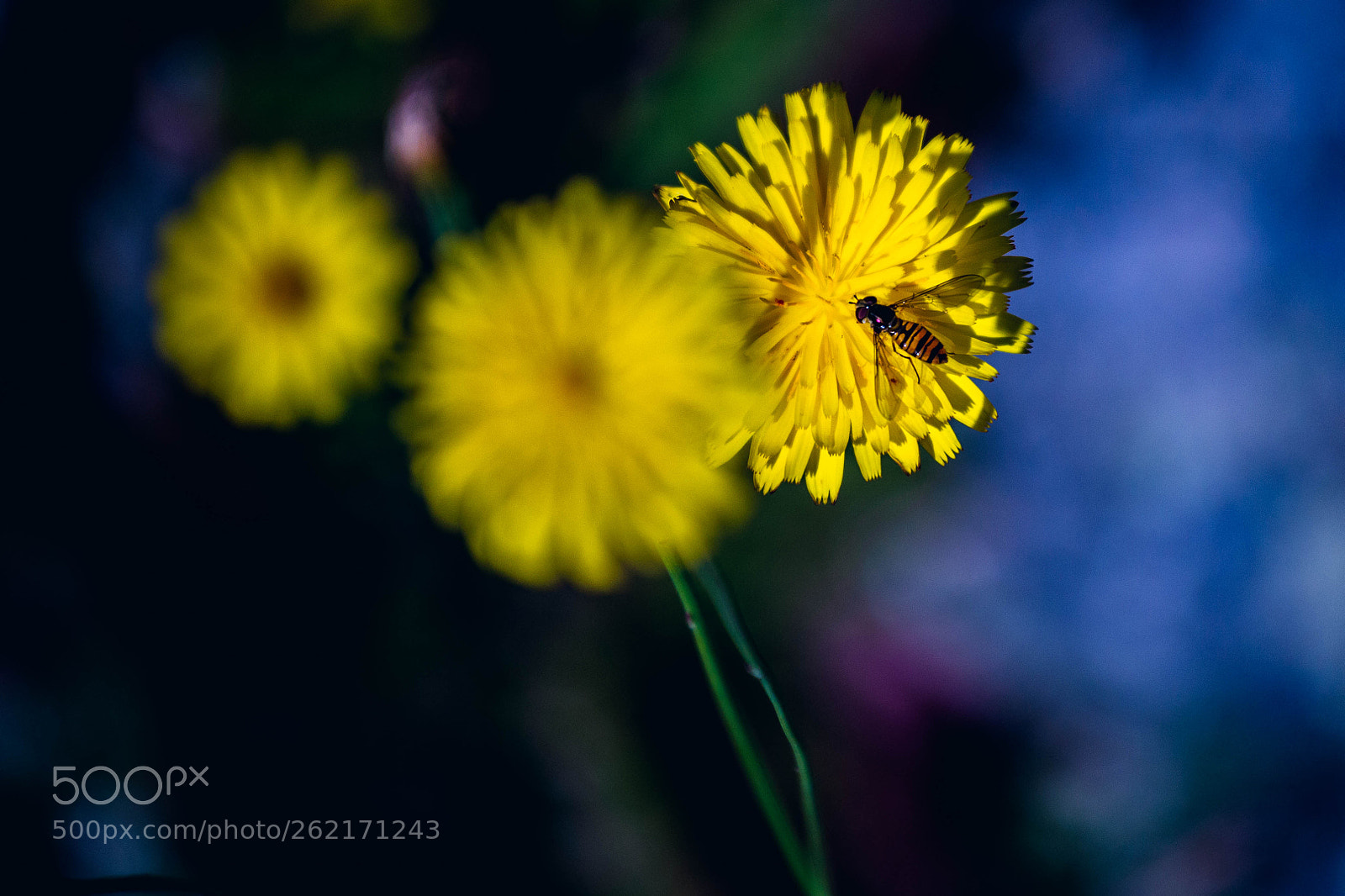 Canon EOS 6D sample photo. Flor abeja photography