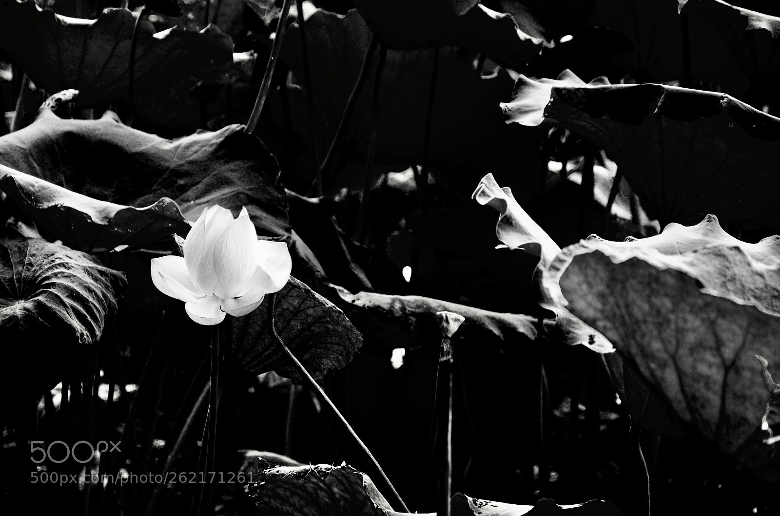 Nikon D7000 sample photo. Lotus5 photography