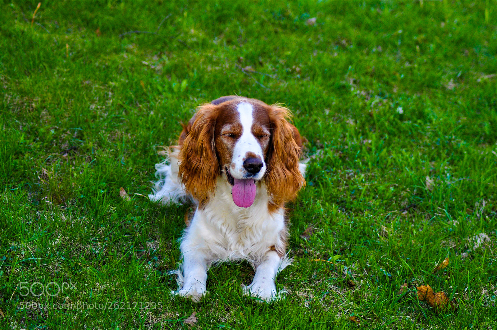 Nikon D5000 sample photo. A dog photography